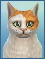 ansehen LaPerm Austin Erwachsen